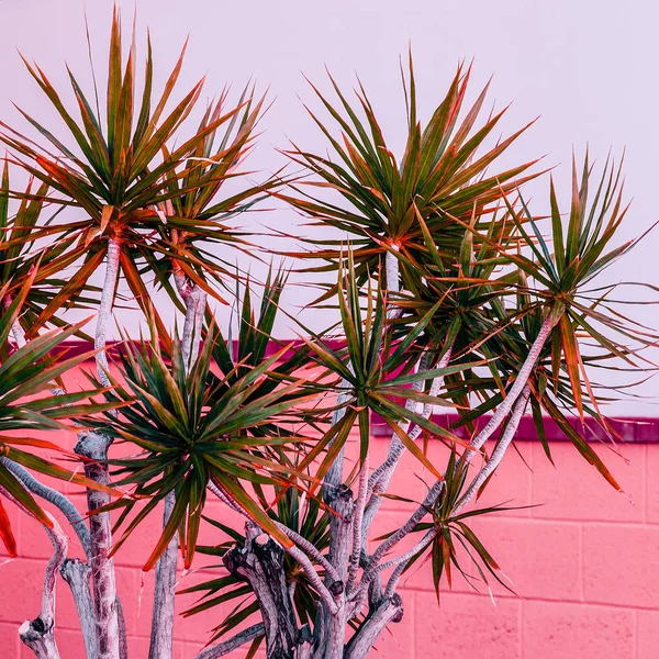 Fashion content. Plant on pink. Palm tropical art