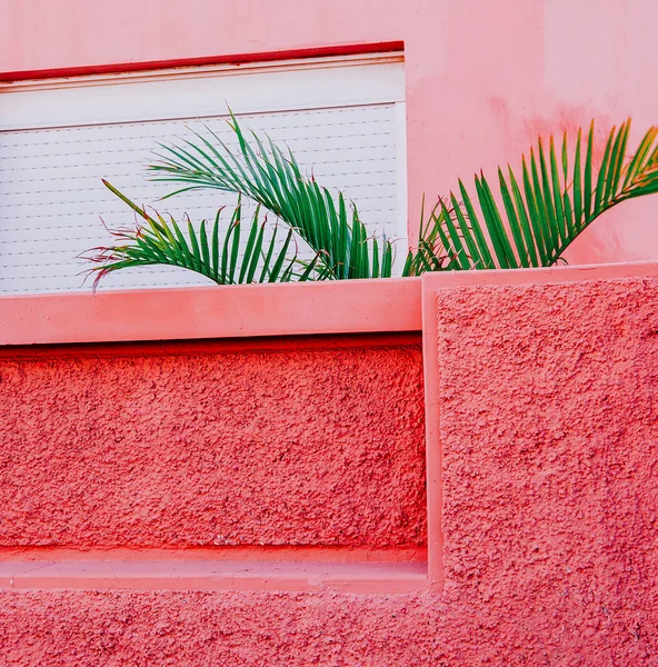 Fashion content. Plant on pink. Palm art — Stock Photo, Image