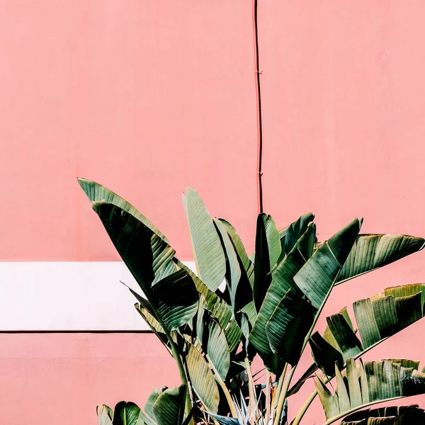 De inhoud van de mode. Plant op roze. Tropisch groene stemming — Stockfoto