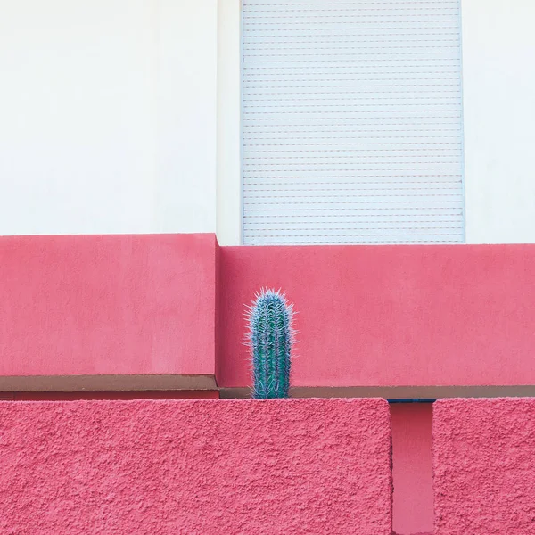 Cactus. Minimale. Planten op roze. Mode kunst — Stockfoto