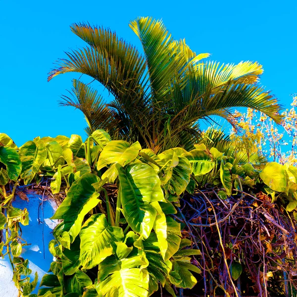 热带时尚的心情。棕榈海滩风格 — 图库照片