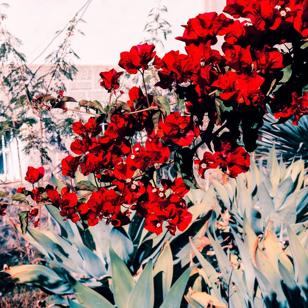 Fashion bloom concept. Red flowers Canary Island — Stock Photo, Image