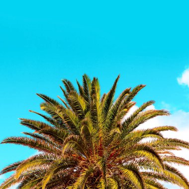 palm tropical vibes. Travel beach fashion content clipart