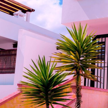 Bitki pink üzerinde. F shion tasarım. Moda ağaçlar