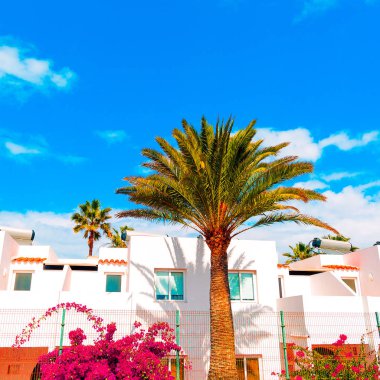 Tatil tropikal vibes. Palm Beach ruh hali