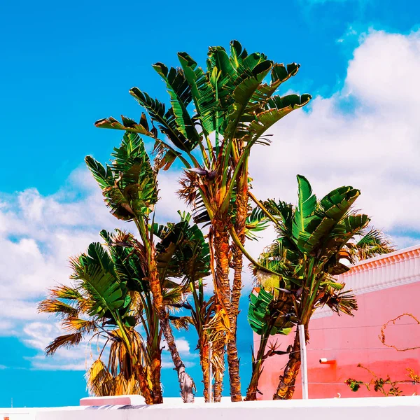 Seyyar vibes Kanarya Adası tropik ruh palmiye ağaçları — Stok fotoğraf