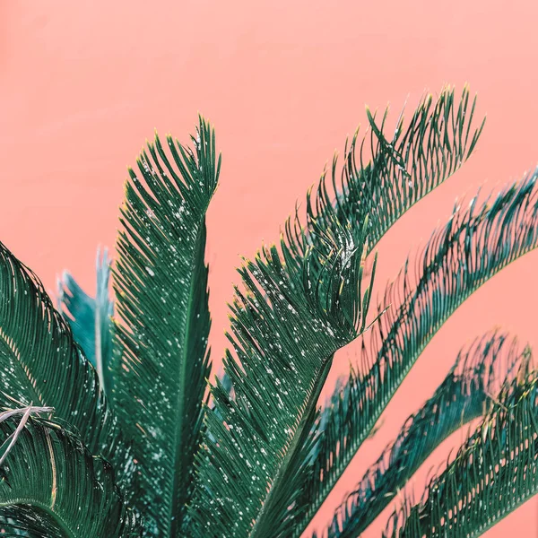 Planten op roze inhoud. Groene mode — Stockfoto