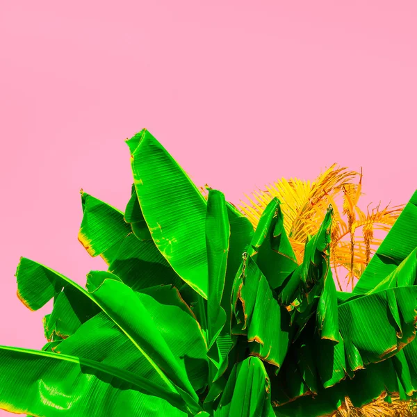 Рослини на рожевому. F-подібний дизайн. Мода тропічний зелений — стокове фото