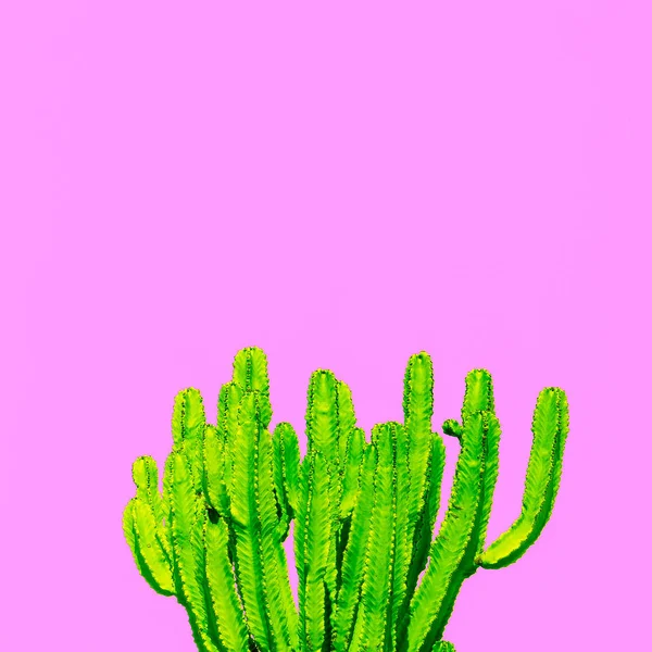 Plantas en concepto rosa. Vibras de cactus — Foto de Stock