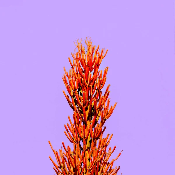 ピンクの熱帯の花。カナリアの熱帯の花 — ストック写真