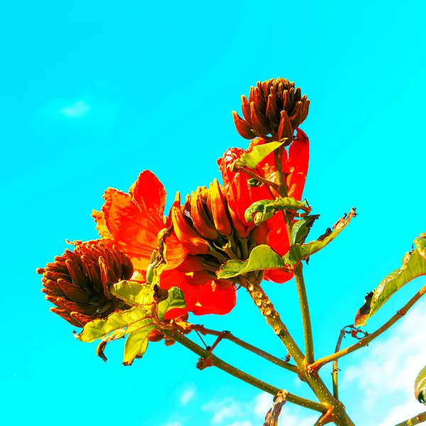 Красный Цветок Природа Канарские Острова — стоковое фото