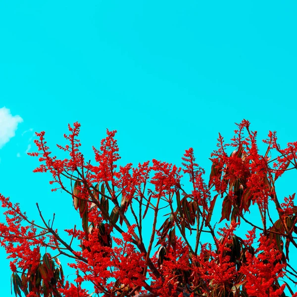 Природа Тропического Красного Растения Канарские Острова — стоковое фото