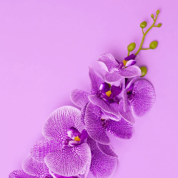 Flor de orquídea. Conceito de cores mínimas roxas — Fotografia de Stock