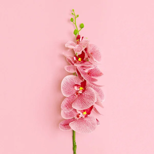 Pembe arka planda orkide. Minimum çiçek sanatı — Stok fotoğraf