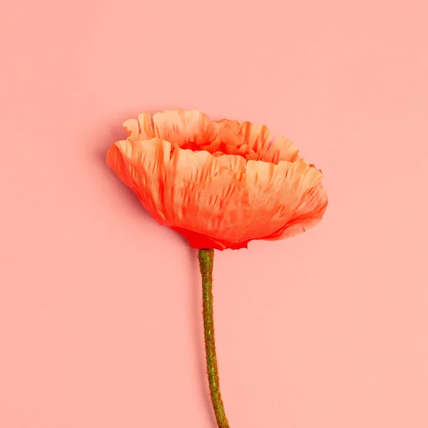 Poppy på en rosa bakgrund. Minimal blomsterkonst — Stockfoto