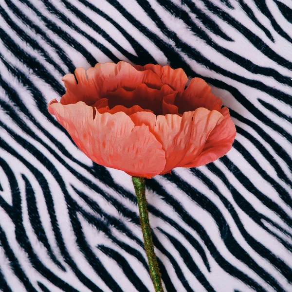 Poppy em um fundo de impressão zebra. Arte de flor mínima — Fotografia de Stock