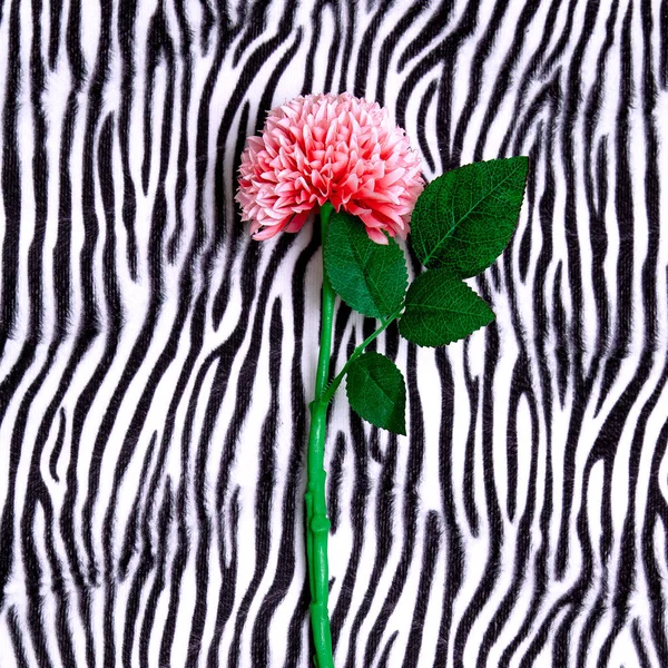 Blomma pÃ ¥zebra utskrift bakgrund. Minimal platt lekkonst — Stockfoto