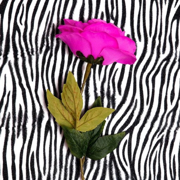 Rozen op zebra print achtergrond. Minimale vlakke lay art — Stockfoto