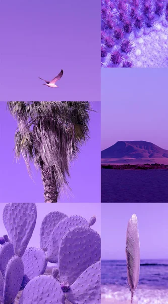 Fashion aesthetic moodboard.  Sea purple lover romantic mood — Stock Photo, Image