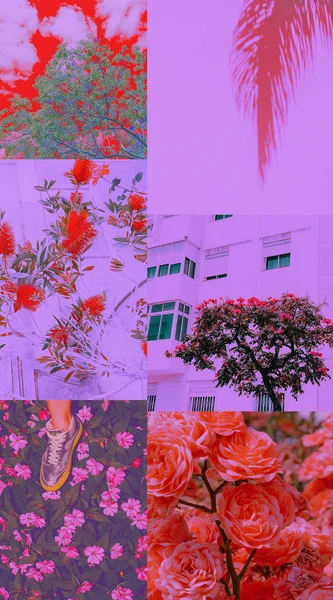 Mode moodboard esthétique. Couleurs tendance vanille fleur du Japon — Photo