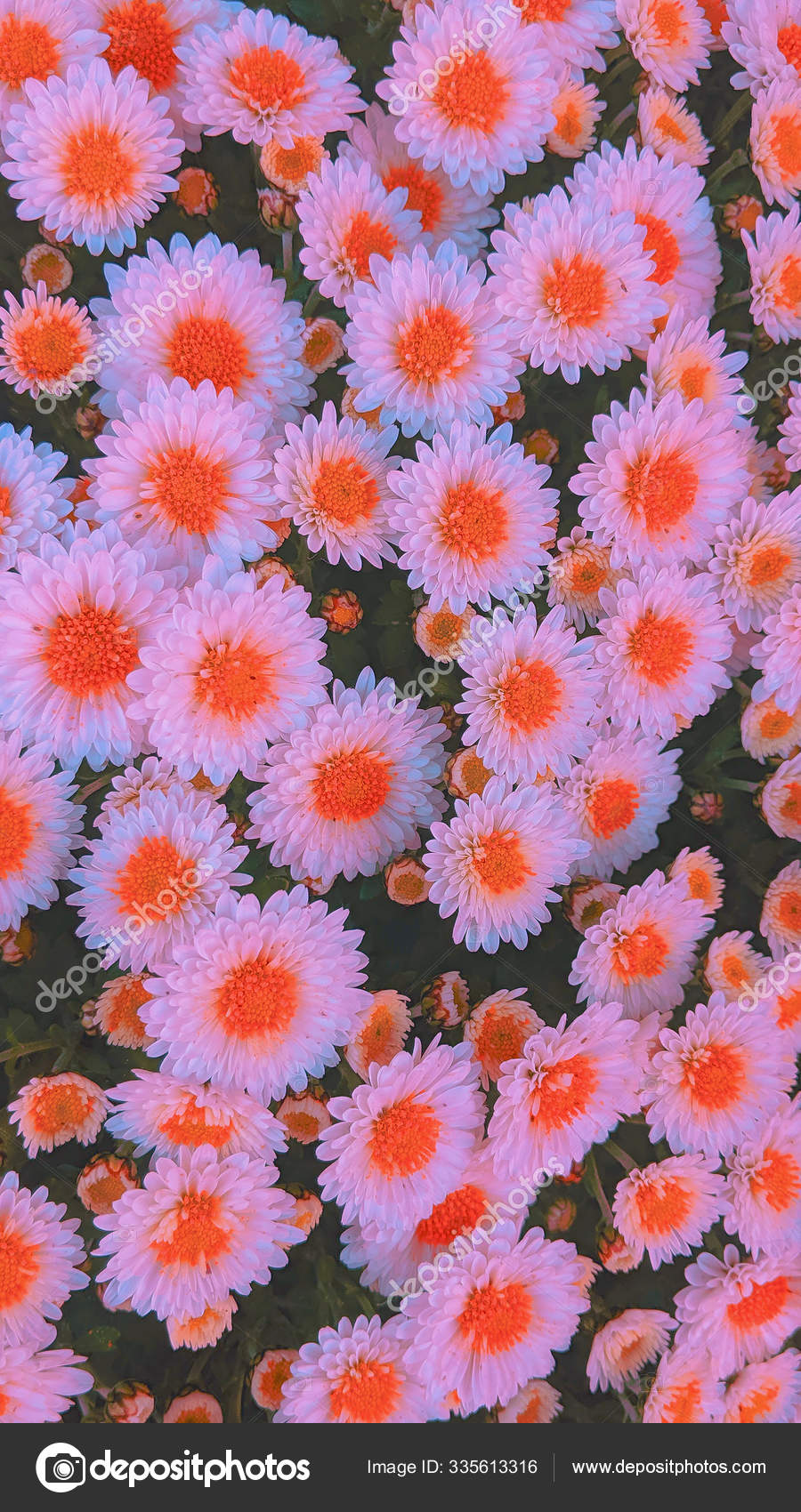 Fashion aesthetic wallpaper phone. White flowers on black background Stock Photo by ©Porechenskaya 335613316 Fashion aesthetic wallpaper phone. White flowers on black background Stock Photo by ©Porechenskaya 335613316