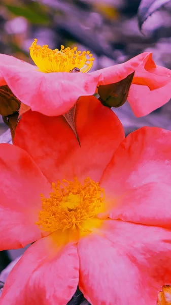 Модна ідея шпалерний телефон. Рожева квітка розквітне тло — стокове фото