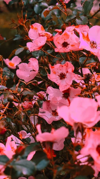 Moda ideia papel de parede telefone. Flores cor de rosa florescer — Fotografia de Stock