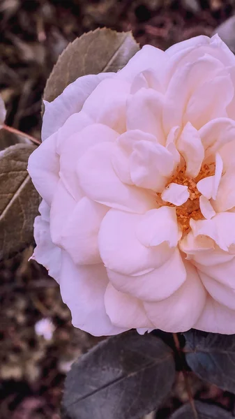 Moda estetica carta da parati telefono. Fiori bianchi su sfondo nero — Foto Stock