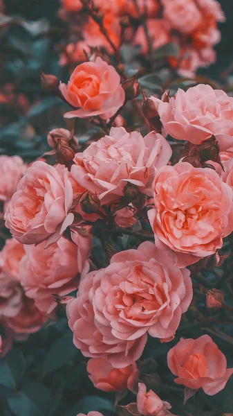 Moda telefone papel de parede estética. Flores brancas sobre fundo preto — Fotografia de Stock