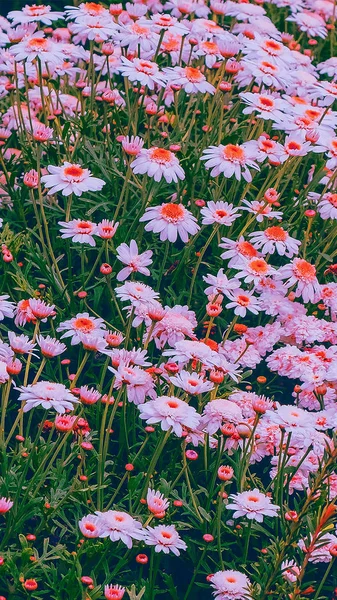 Moda telefone papel de parede estética. Flores brancas sobre fundo preto — Fotografia de Stock