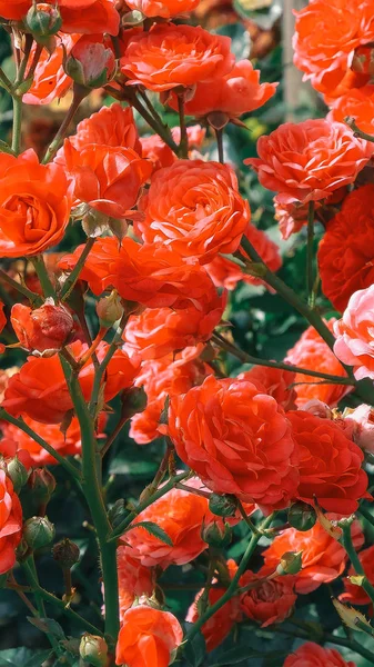 Moda telefone papel de parede estética. Flores brancas sobre fundo preto — Fotografia de Stock