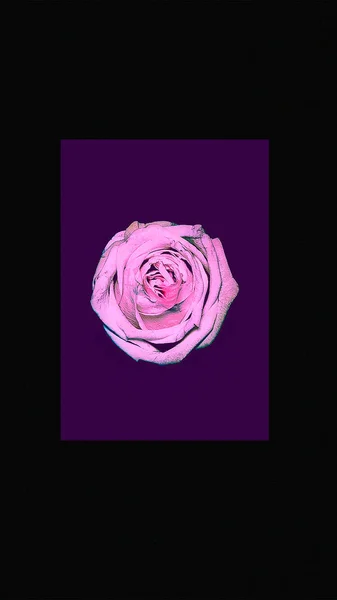 Papel de parede de design de rosas para telefones e desktop. Geometria mínima — Fotografia de Stock