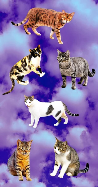 Κολάζ Σύγχρονης Τέχνης Γάτες Στον Ουρανό — Φωτογραφία Αρχείου