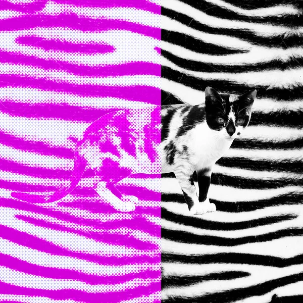 Contemporary art collage.  Cat and zebra textures art