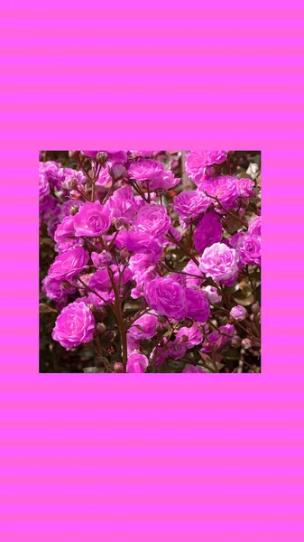 Μόδα Αισθητική Ταπετσαρία Τηλέφωνο Ροζ Τριαντάφυλλα Ανθίζουν Φόντο — Φωτογραφία Αρχείου