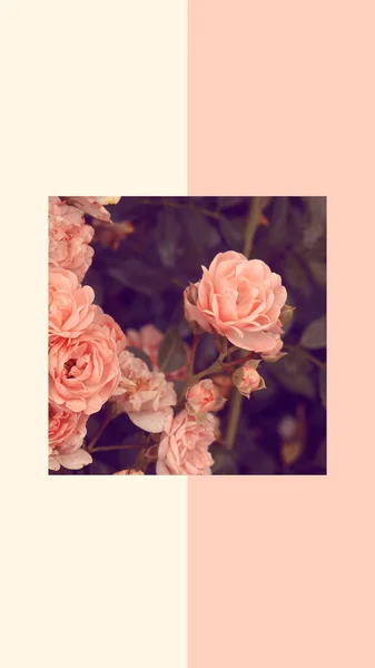 ファッション審美的な壁紙電話 ピンクのバラが咲く背景 — ストック写真