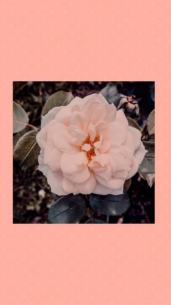 Moda Telefone Papel Parede Estética Rosa Rosas Fundo Flor — Fotografia de Stock
