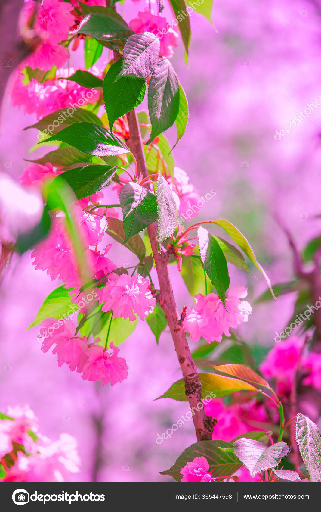 Fashion Wallpaper. Pink Flowers Aesthetics. Cherry Blossom Tree