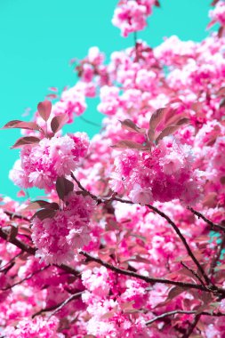 Moda fikri duvar kâğıdı Pembe Çiçekler estetiği. Kiraz ağacı.