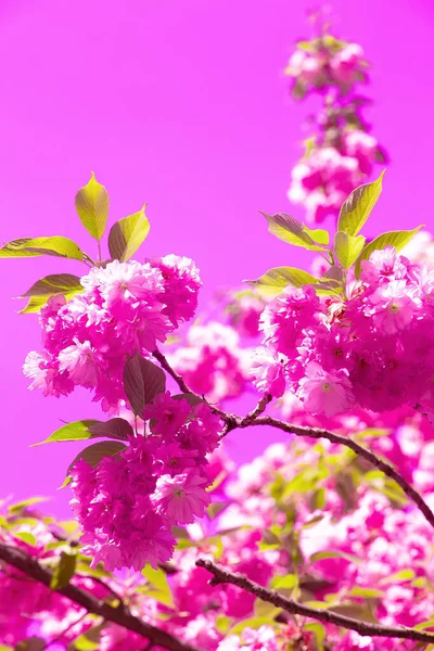 Mode Idee Tapete Rosa Blumen Ästhetik Blühende Kirsche — Stockfoto