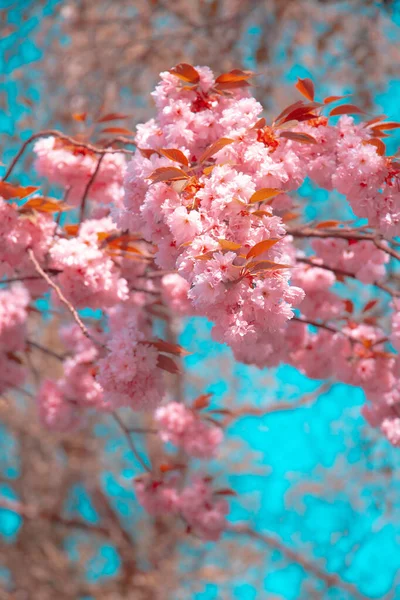 Divatesztétikai Tapéta Rózsaszín Virágok Cseresznyevirág — Stock Fotó