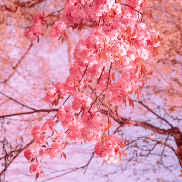 Fashion wallpaper. Pink Flowers aesthetics. Cherry blossom tree