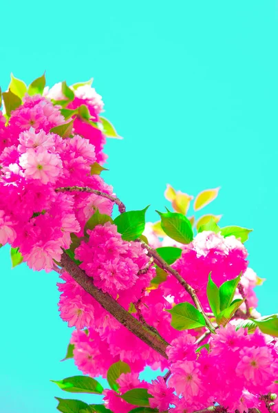 Modische Ästhetik Tapete Rosa Blumen Kirschblüte Frühlingsmodestimmung — Stockfoto