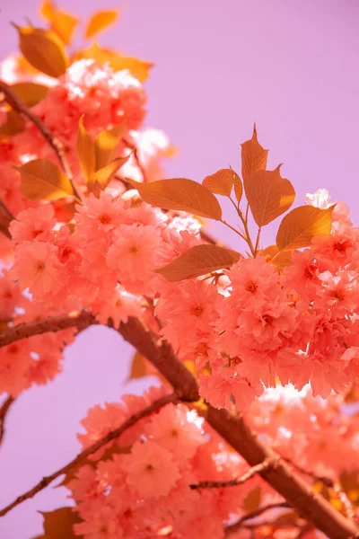 Modische Ästhetik Tapete Rosa Blumen Kirschblütenbaum — Stockfoto