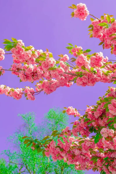 Moda Estética Papel Parede Flores Cor Rosa Flor Cerejeira — Fotografia de Stock