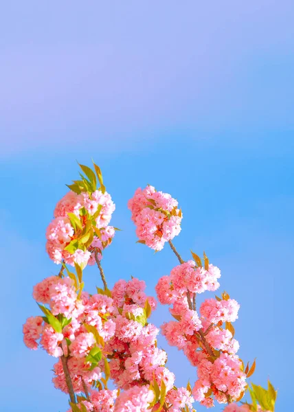Modische Ästhetik Tapete Rosa Blumen Kirschblütenbaum — Stockfoto