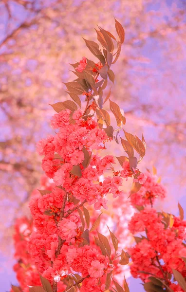 Fashion Aesthetics Wallpaper Pink Flowers Cherry Blossom Tree — Stock Photo, Image
