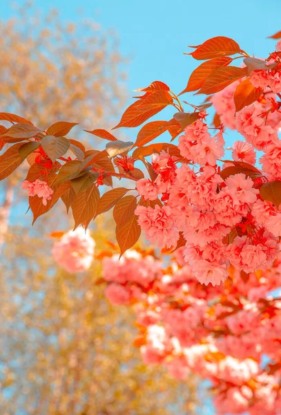 Papel Pintado Estética Moda Flores Rosas Árbol Flor Cerezo Sensaciones — Foto de Stock