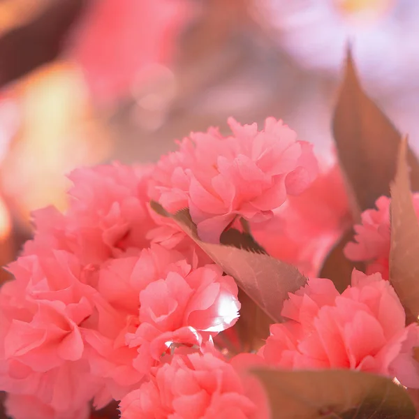 Estética Moda Flores Rosa Flor Cerezo — Foto de Stock