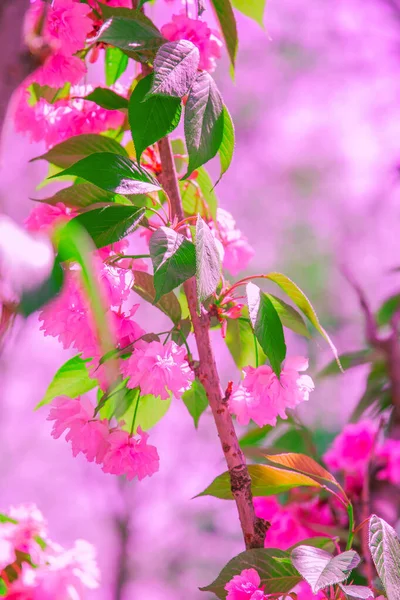 Papel Pintado Estética Moda Flores Rosas Árbol Primavera Flor Cerezo — Foto de Stock